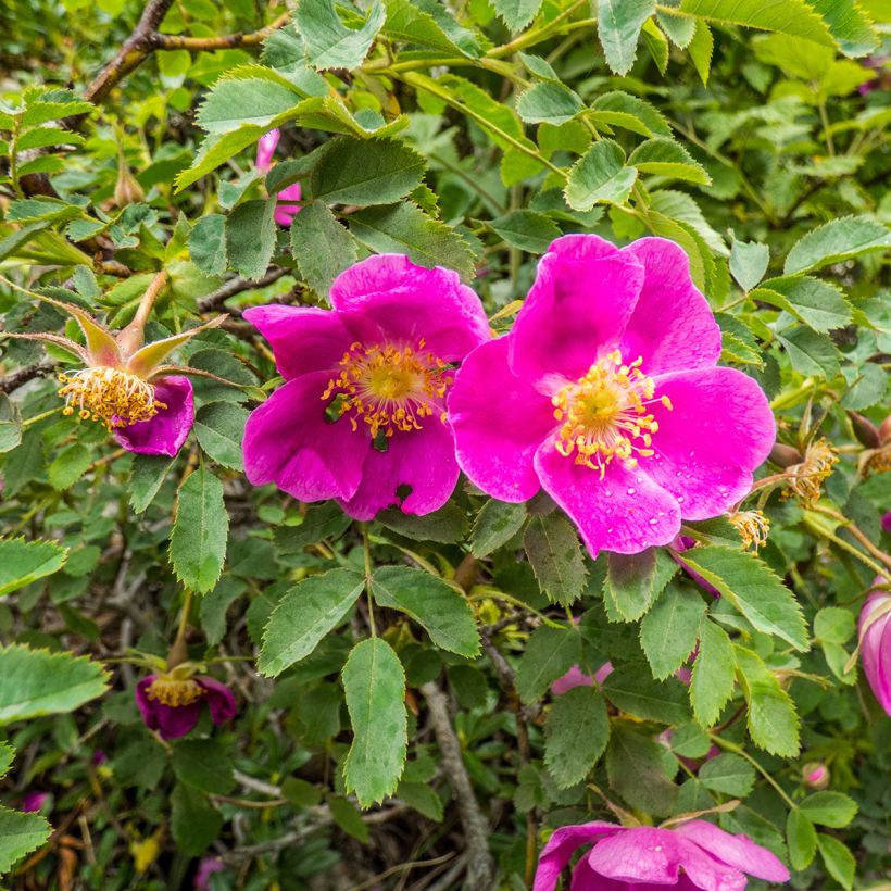 Rosa nitida - Glänz-Rose (Blüte)