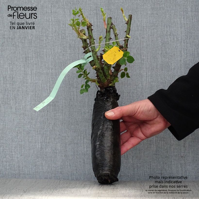 Exemplar von Rosa Rosier buisson Eisvogel - Polyantha-Rose Wurzelnackt in Beutel wie im Winter geliefert