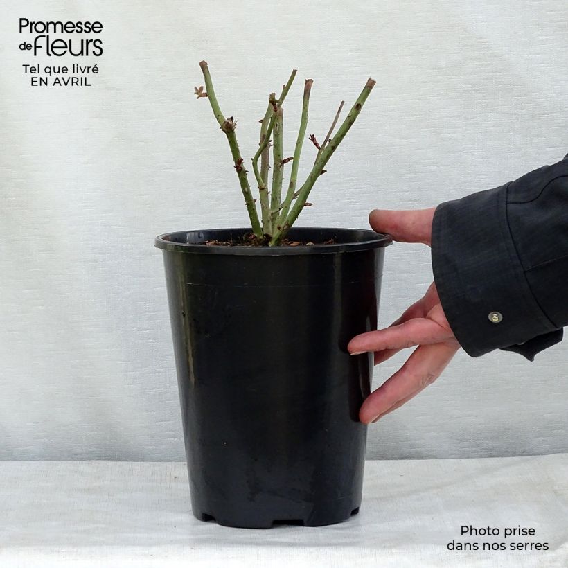 Exemplar von Rosa Kaffe Fassett - Beetrose Topf mit 2L/3L wie im Frühjahr geliefert