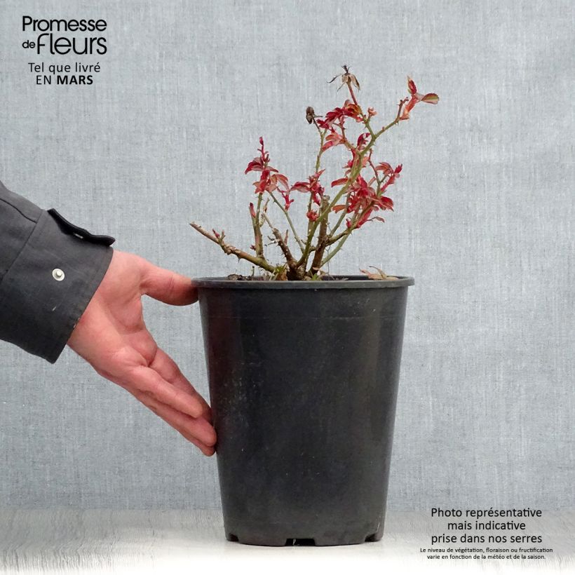 Example of Rosa Amber Sun - Bodendecker-Rose Topf mit 2L/3L as you get in printemps