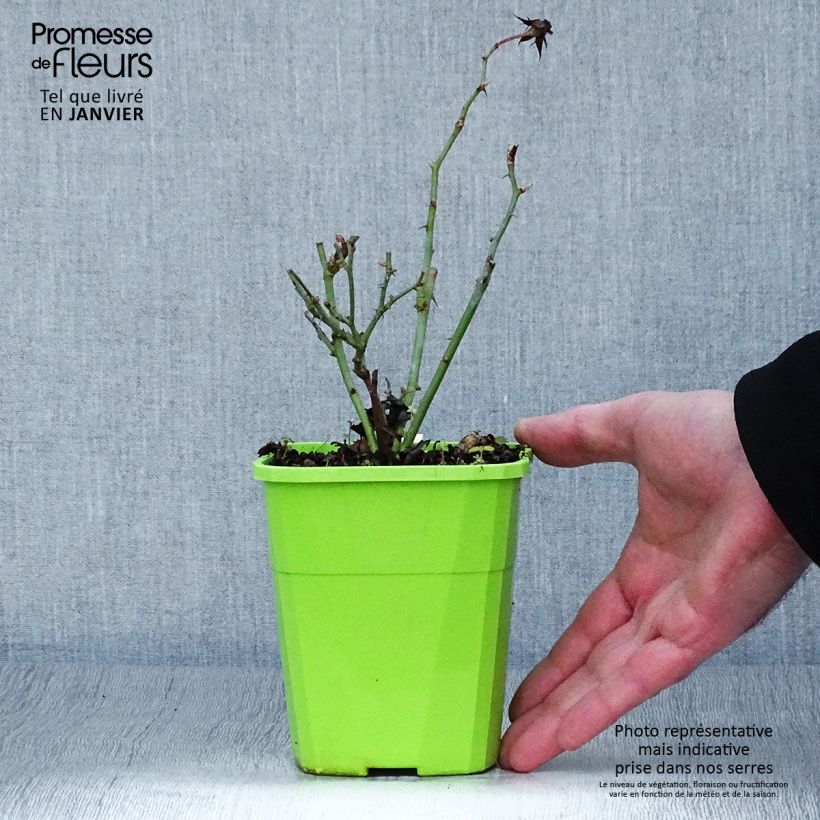 Example of Rosa Rigo Rosen Amica - Bodendecker-Rose Topf mit 1,5L/2L as you get in hiver