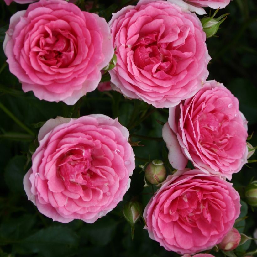 Rosa Rigo Rosen Amica - Bodendecker-Rose (Flowering)