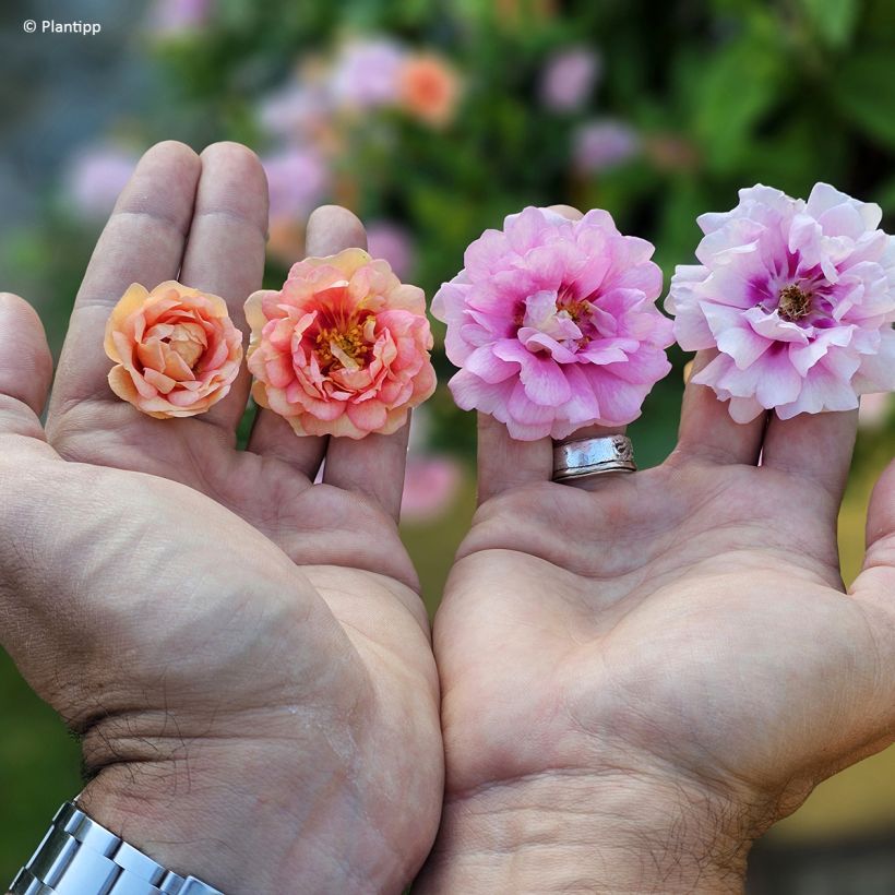 Rosa polyantha Amirose - Zwerg-Parkrose (Blüte)