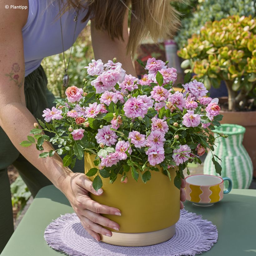 Rosa polyantha Amirose - Zwerg-Parkrose (Wuchs)