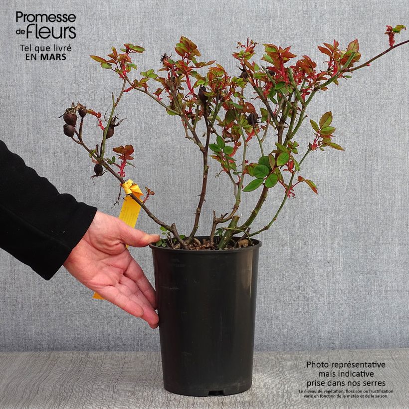 Exemplar von Rosier couvre-sol Knock Out Radrazz Pot de 4L/5L wie im Winter geliefert
