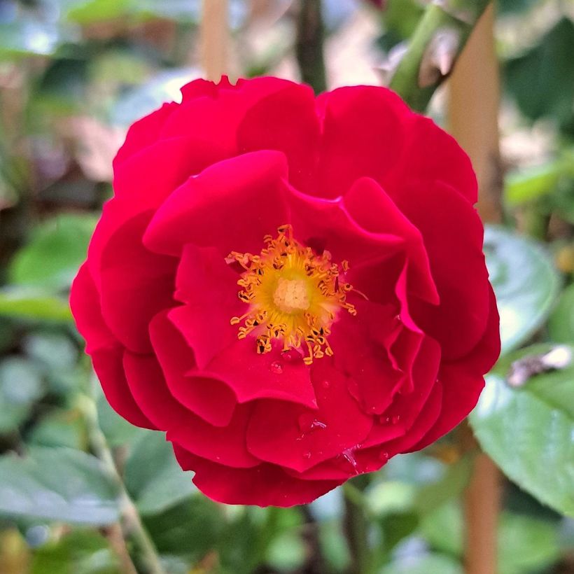 Rosa Mainaufeuer - Bodendecker-Rose (Flowering)