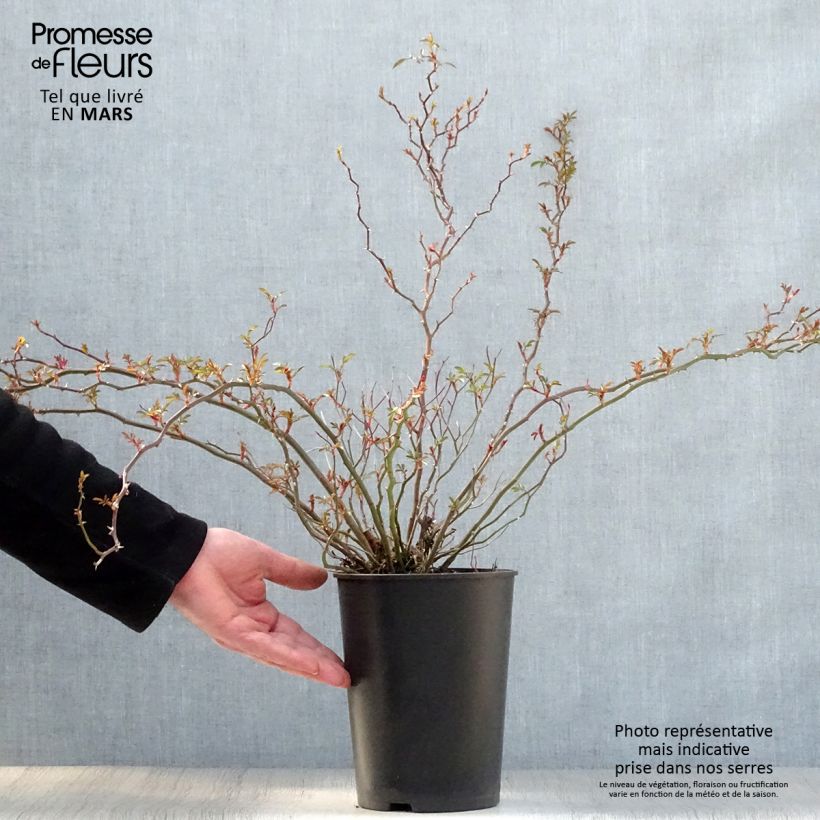 Exemplar von Rosa Nozomi - Bodendecker-Rose Topf mit 1L/1,5L wie im Frühjahr geliefert