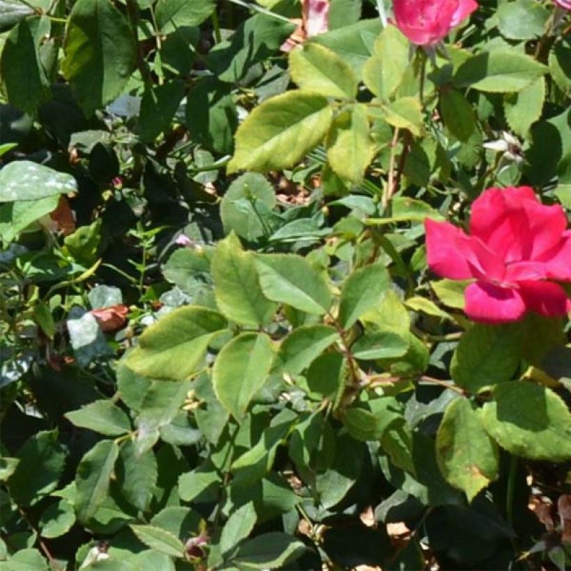 Rosa Pink Knock Out - Bodendecker-Rose (Foliage)