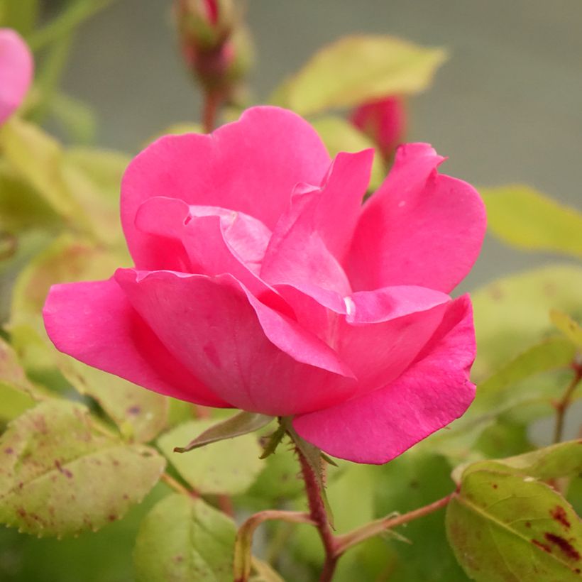 Rosa Pink Knock Out - Bodendecker-Rose (Flowering)