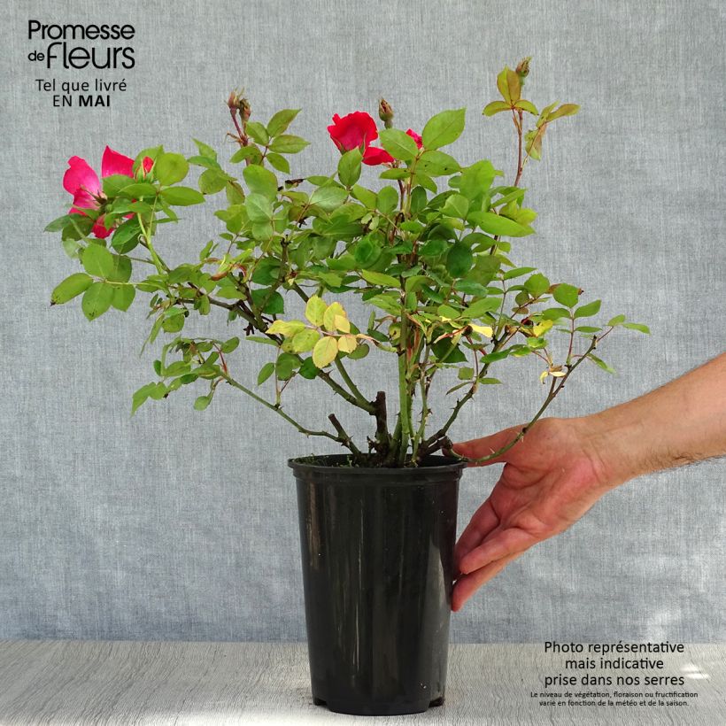 Example of Rosier couvre-sol Pink Knock Out (Rodin) Pot de 3L/4L as you get in printemps