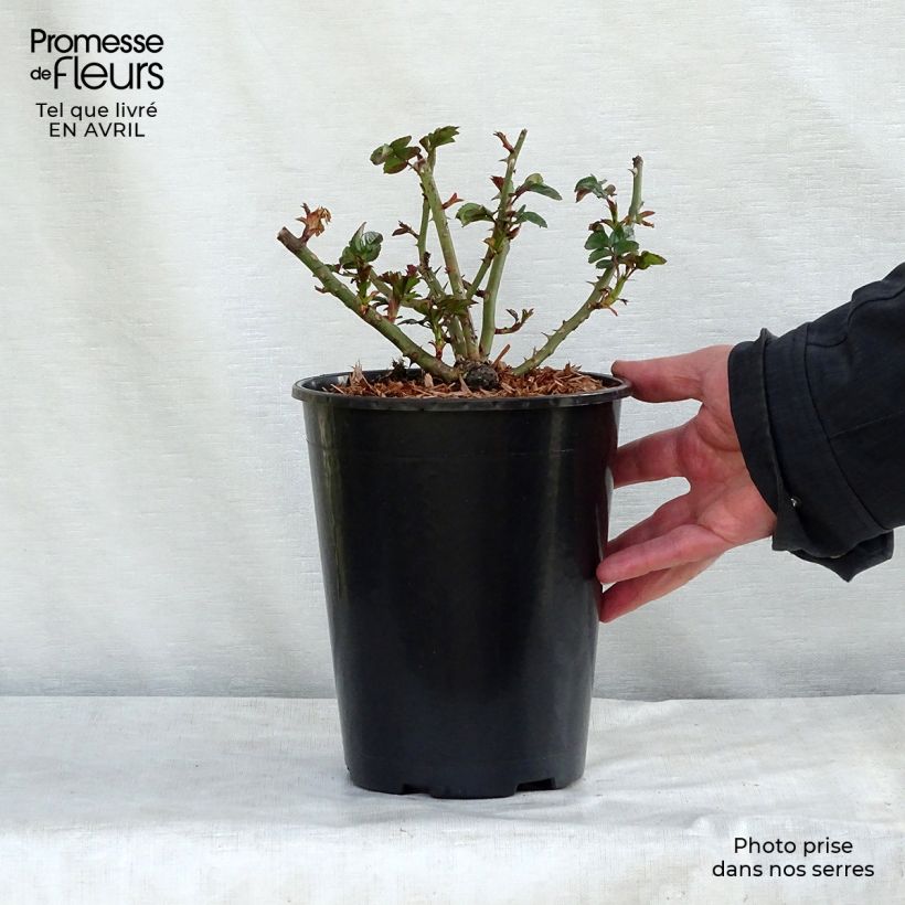 Exemplar von Rosa Rigo Aprikola - Bodendecker-Rose Topf mit 2L/3L wie im Frühjahr geliefert