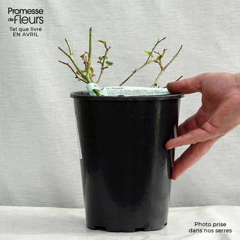 Example of Rosa Rigo Bonaparte - Bodendecker-Rose Topf mit 2L/3L as you get in printemps