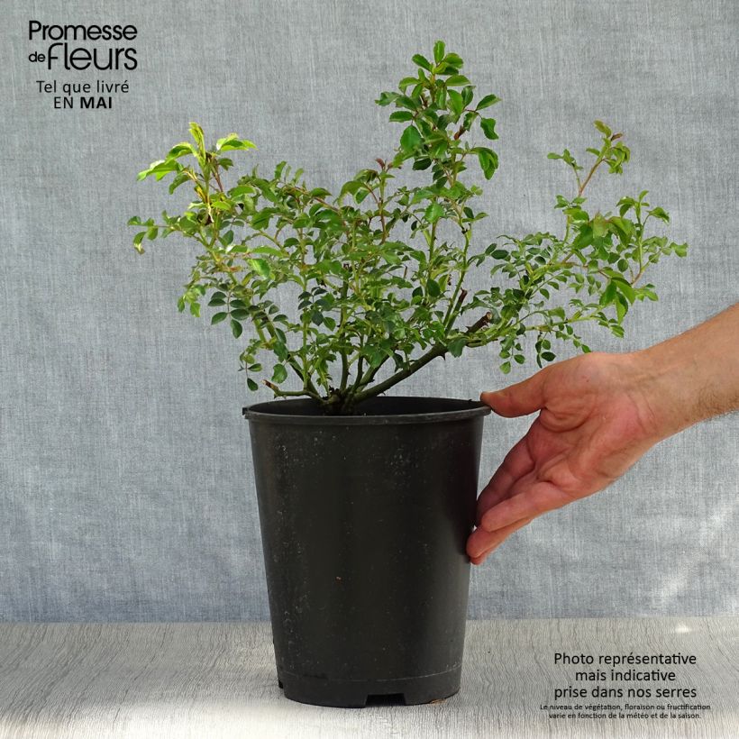 Example of Rosa Rigo Néon - Bodendecker-Rose Topf mit 2L/3L as you get in printemps