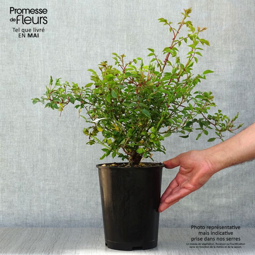 Exemplar von Rosa Rouge Cascade - Bodendecker-Rose Topf mit 2L/3L wie im Frühjahr geliefert