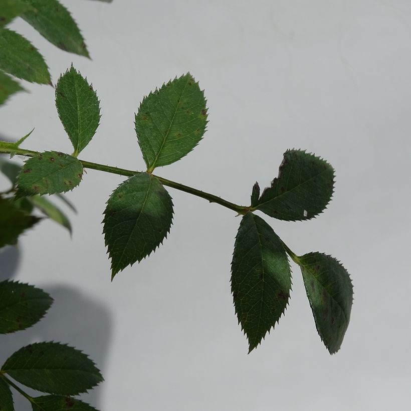 Rosa Star Profusion - Bodendecker-Rose (Foliage)