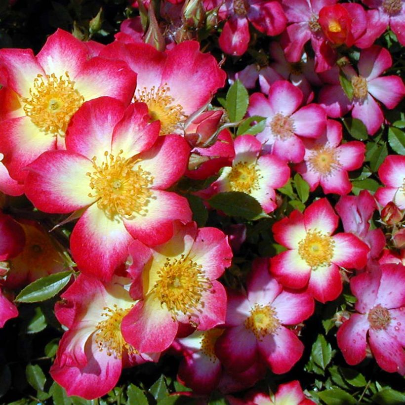 Rosa Star Profusion - Bodendecker-Rose (Flowering)