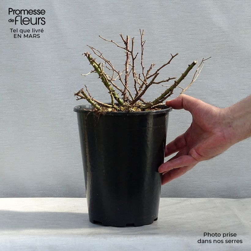 Example of Rosa Tapis Rouge Interop - Bodendecker-Rose Topf mit 2L/3L as you get in printemps