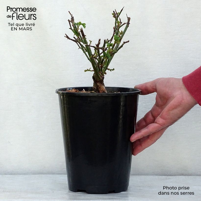 Example of Rosa The Fairy - Bodendecker-Rose Topf mit 4L/5L as you get in printemps