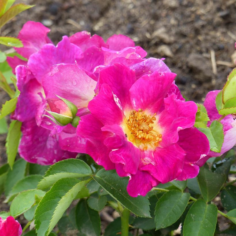 Rosa Weg der Sinne - Bodendecker-Rose (Flowering)