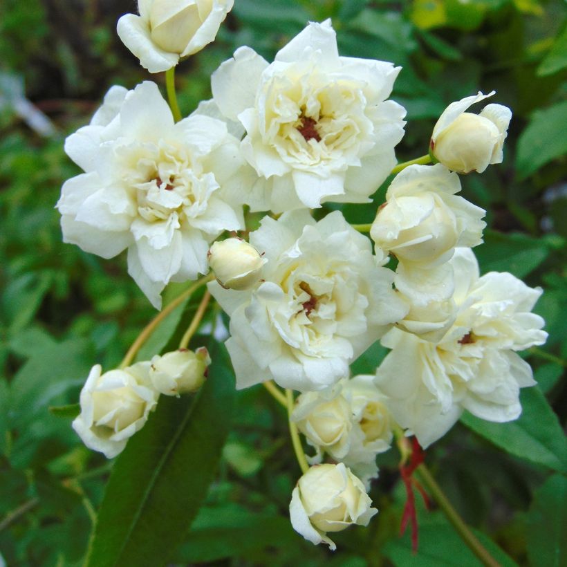 Rosa banksiae var. banksiae Alba Plena - Meran-Rose (Blüte)