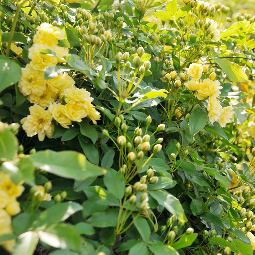 Rosa banksiae Lutea - Meran-Rose (Foliage)