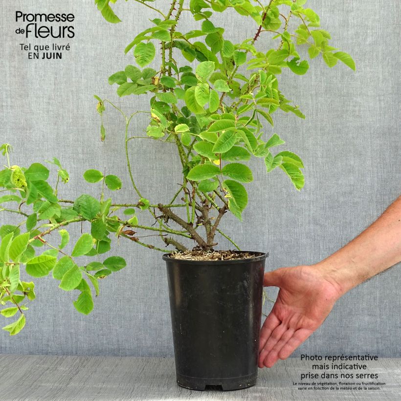 Exemplar von Rosa damascena - Damaszener-Rosen Topf mit 4L/5L wie im Frühjahr geliefert