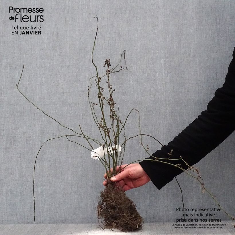 Example of Rosa arvensis - Heckenrose - Botanische Rose Wurzelnackt as you get in hiver