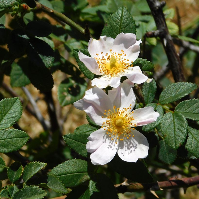 Rosa arvensis - Heckenrose - Botanische Rose (Foliage)