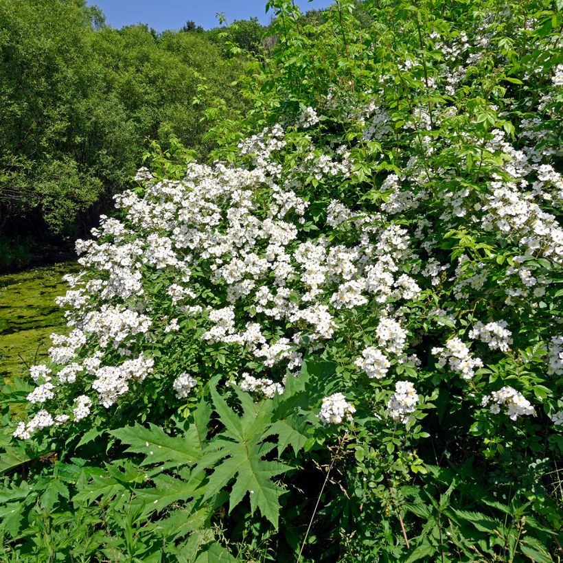 Rosa arvensis - Heckenrose - Botanische Rose (Plant habit)