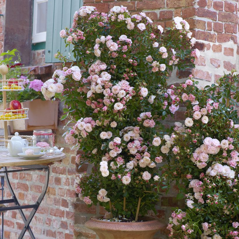 Rosa Starlet Rose Alina - Kletterrose (Wuchs)