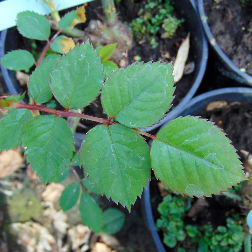 Rosa Aloha de Kordes - Kletterrose (Foliage)