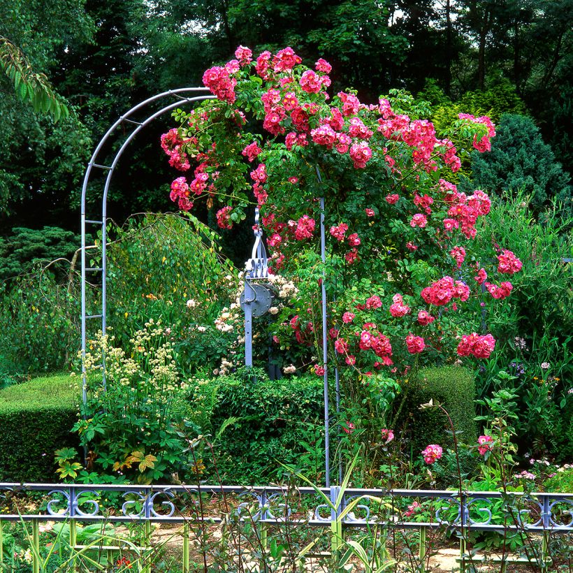 Rosa wichurana American Pillar - Kletterrose (Wuchs)