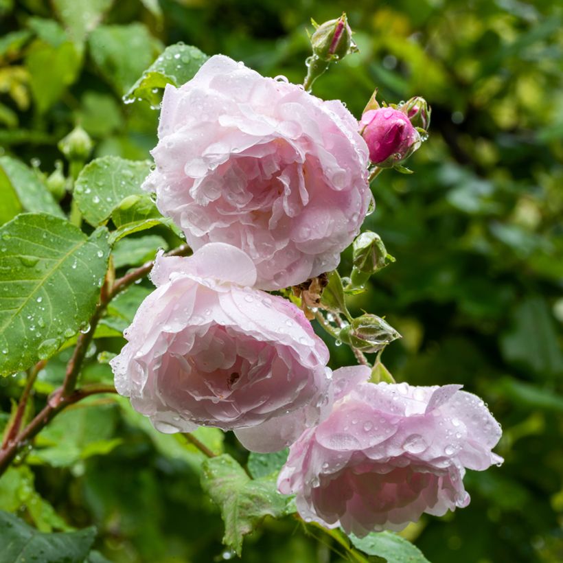 Rosa Blush Noisette - Kletterrose (Flowering)