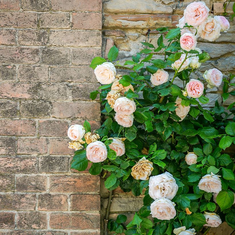 Rosa Blush Noisette - Kletterrose (Plant habit)