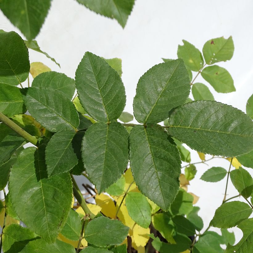 Rosa Blush Noisette - Kletterrose (Foliage)