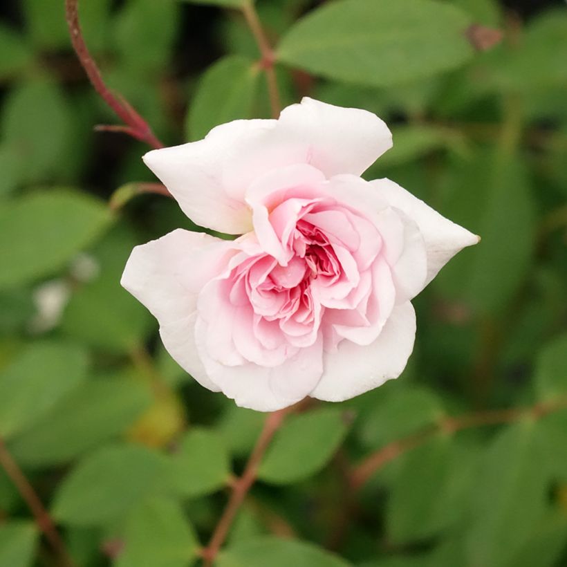 Rosa polyantha Cecile brunner - Kletterrose (Blüte)