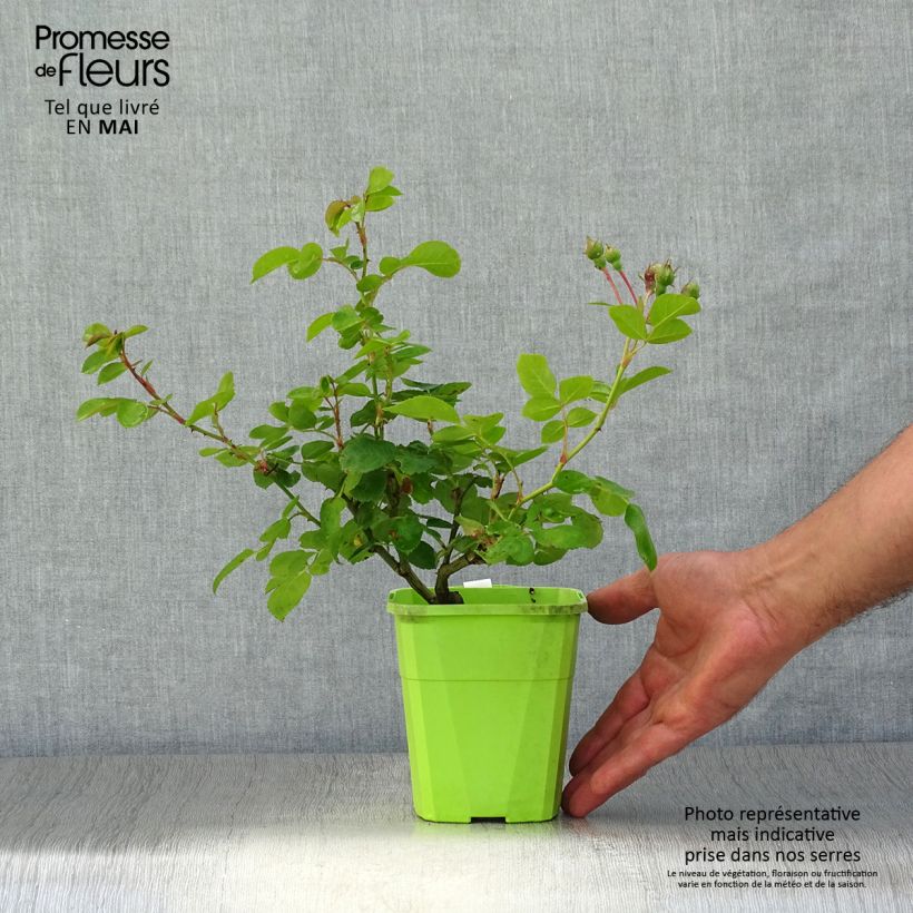 Exemplar von Rosa Climbing Max Jasmina - Kletterrose Topf mit 3L/4L wie im Frühjahr geliefert