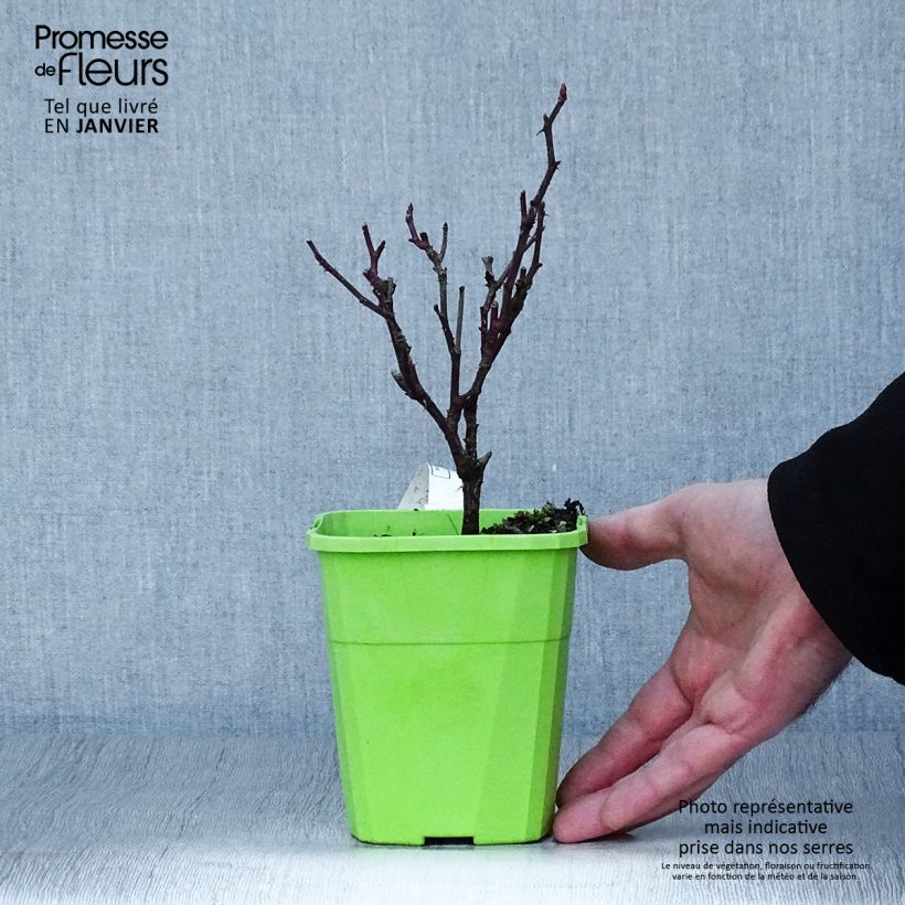 Exemplar von Rosa Climbing Max Kiss me Kate - Kletterrose Topf mit 4L/5L wie im Winter geliefert