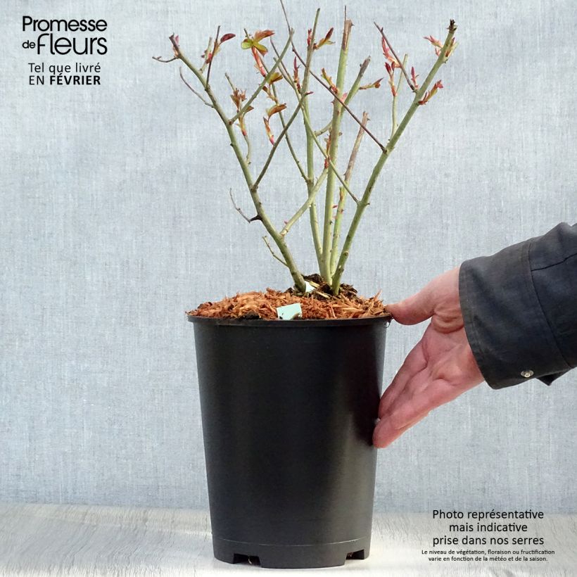 Exemplar von Rosier grimpant Cocktail Pot de 4L/5L wie im Winter geliefert