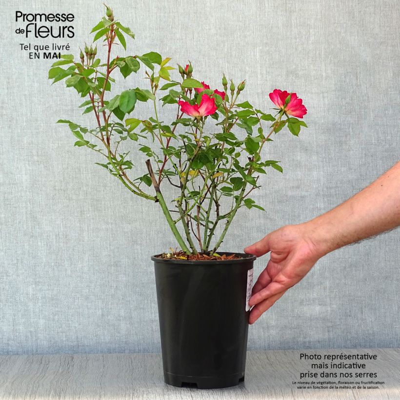 Example of Rosa Cocktail - Kletterrose Topf mit 4L/5L as you get in printemps