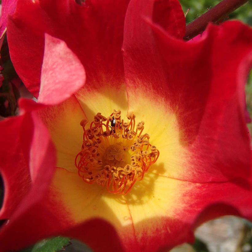 Rosa Cocktail - Kletterrose (Flowering)