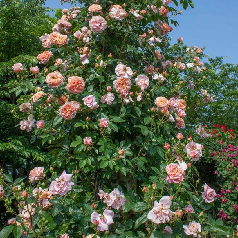 Rosa Colette - Kletterrose (Wuchs)