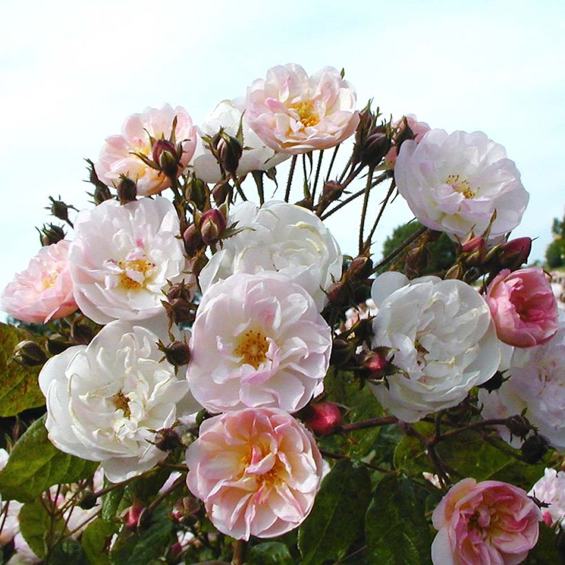 Rosa Dentelle de Malines lenfiro - Kletterrose (Blüte)