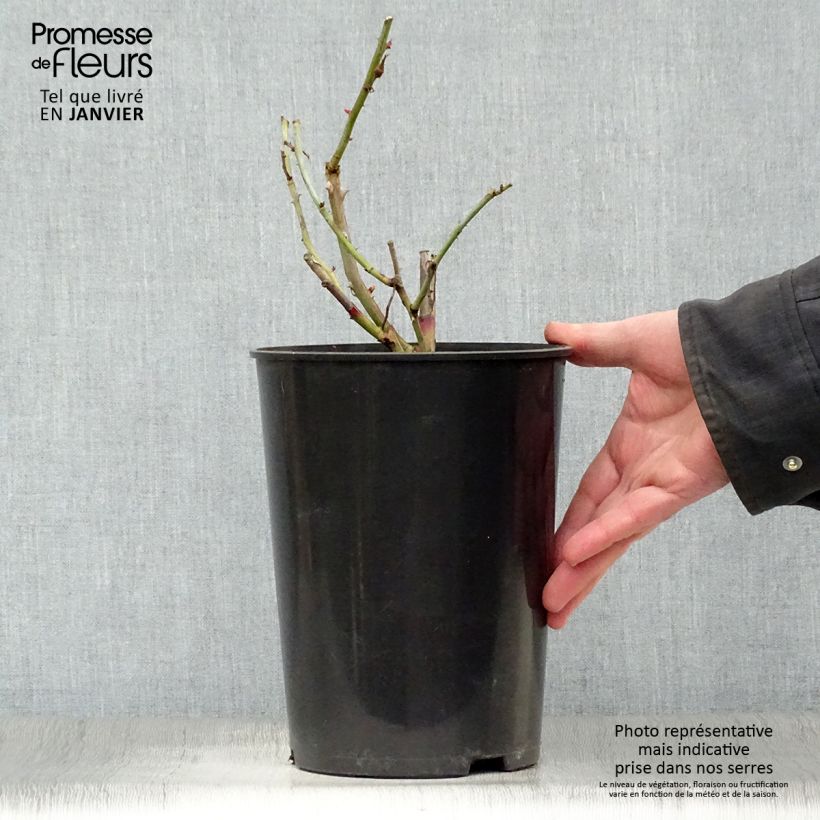 Exemplar von Rosa Gloire de Dijon - Kletterrose Topf mit 4L/5L wie im Winter geliefert