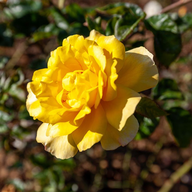 Rosa Golden Showers - Kletterrose (Foliage)