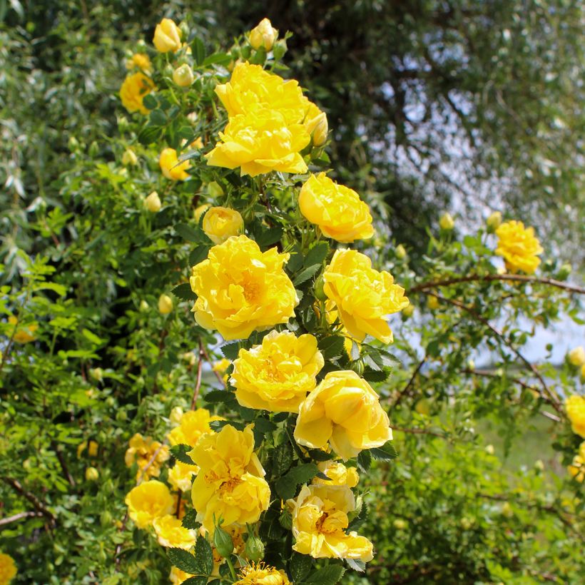 Rosa Golden Showers - Kletterrose (Plant habit)