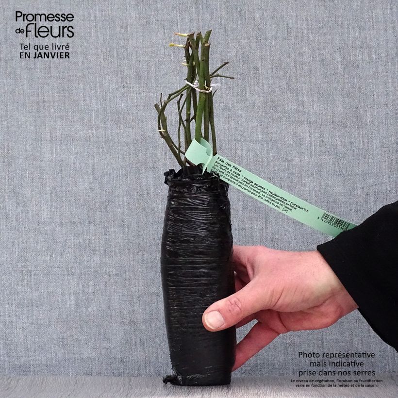 Example of Rosa Guinée - Kletterrose Wurzelnackt in Beutel as you get in hiver