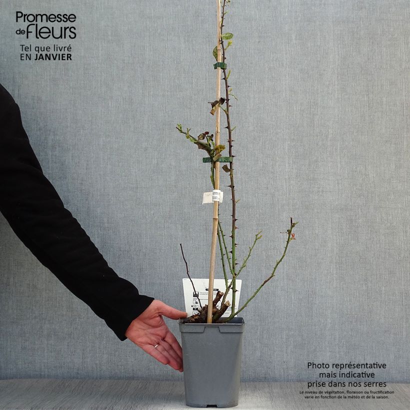 Example of Rosa Julie Andrieu - Kletterrose Topf mit 3L/4L as you get in hiver