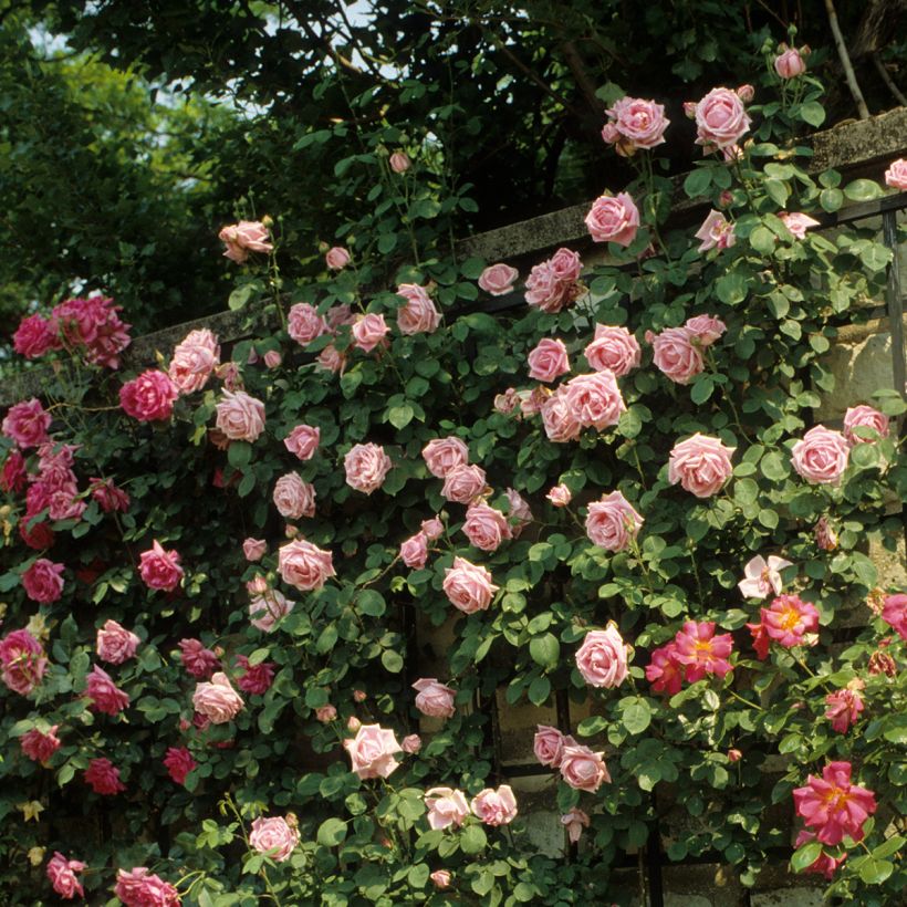 Rosa Mme Caroline Testout - Alte Kletterrose (Wuchs)