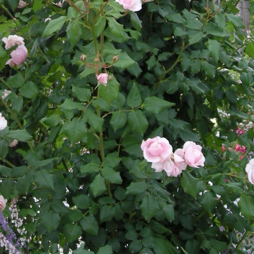Rosa Nahéma - Kletterrose (Foliage)